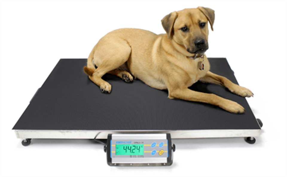 Animal Floor Weighing Scales - Up to 300kg